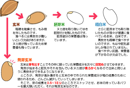 玄米・白米・発芽玄米